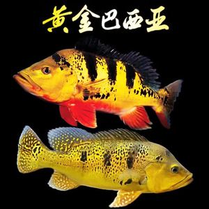 帝王三間和龍魚混養(yǎng)（帝王三間與龍魚混養(yǎng)的注意事項） 魚缸風(fēng)水 第6張