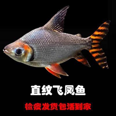 剛到家龍魚(yú)在中層游怎么回事（剛到家的龍魚(yú)在中層游怎么回事龍魚(yú)在中層游怎么回事） 魚(yú)缸風(fēng)水 第1張