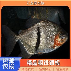 剛到家龍魚(yú)在中層游怎么回事（剛到家的龍魚(yú)在中層游怎么回事龍魚(yú)在中層游怎么回事） 魚(yú)缸風(fēng)水 第2張