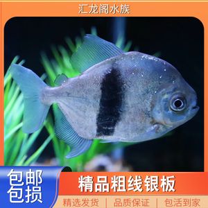 剛到家龍魚(yú)在中層游怎么回事（剛到家的龍魚(yú)在中層游怎么回事龍魚(yú)在中層游怎么回事） 魚(yú)缸風(fēng)水 第4張