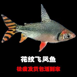 剛到家龍魚(yú)在中層游怎么回事（剛到家的龍魚(yú)在中層游怎么回事龍魚(yú)在中層游怎么回事） 魚(yú)缸風(fēng)水 第6張