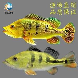 帝王三間魚讓龍魚咬去一層皮（帝王三間魚被龍魚咬去一層皮怎么辦？）