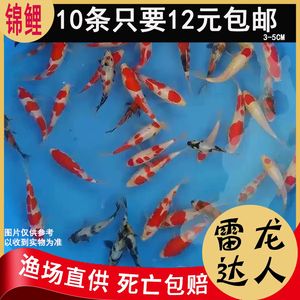 剛買的龍魚苗總在角落（為什么龍魚老躲角落？） 魚缸風(fēng)水 第2張