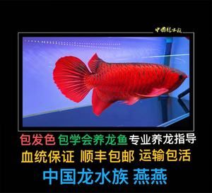 剛買的龍魚苗總在角落（為什么龍魚老躲角落？） 魚缸風(fēng)水 第4張