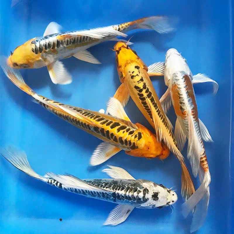 剛買的龍魚苗總在角落（為什么龍魚老躲角落？） 魚缸風(fēng)水 第6張