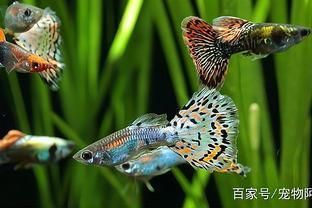 鳳尾魚和曼龍魚能一起養(yǎng)嗎（鳳尾魚可以和曼龍魚一起養(yǎng)嗎） 魚缸風水 第2張