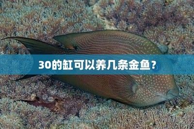 鳳尾魚和曼龍魚能一起養(yǎng)嗎（鳳尾魚可以和曼龍魚一起養(yǎng)嗎） 魚缸風水 第7張