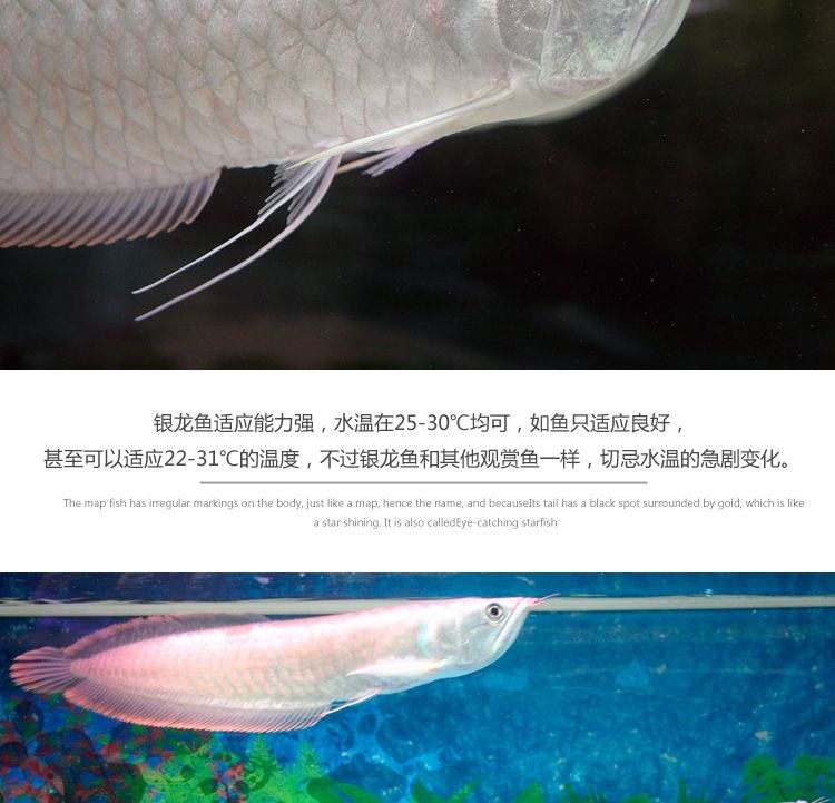 風(fēng)水龍魚文案短句（風(fēng)水龍魚文案短句,龍魚宛如水中的祥瑞之靈，被公認(rèn)為最佳的風(fēng)水魚）