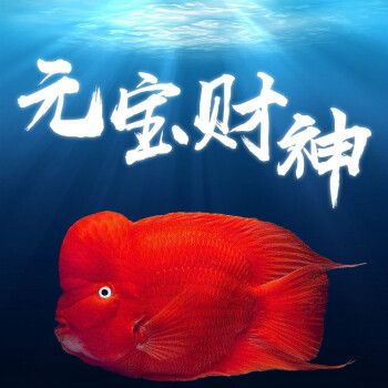 風水龍魚文案短句（風水龍魚文案短句,龍魚宛如水中的祥瑞之靈，被公認為最佳的風水魚） 魚缸風水 第5張