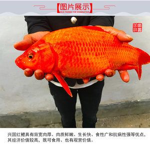 風水龍魚文案短句（風水龍魚文案短句,龍魚宛如水中的祥瑞之靈，被公認為最佳的風水魚） 魚缸風水 第6張