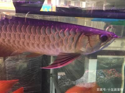 粉色金龍魚和金色金龍魚哪個更貴（“粉色金龍魚”價格是多少金龍魚價格多少錢一只） 魚缸風水 第1張