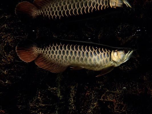 繁直的魚可以喂龍魚嗎（龍魚可以喂小海魚小海蝦嗎？） 魚缸風(fēng)水 第3張