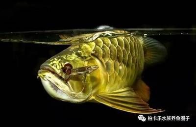 剛買的龍魚不吃食怎么回事（龍魚不吃食怎么辦） 魚缸風水 第4張