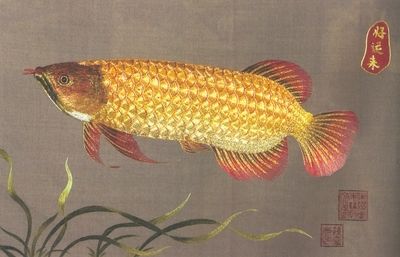 芳村那里有金龍魚賣嗎（廣州哪里有賣金龍魚的地點(diǎn)） 魚缸風(fēng)水 第3張