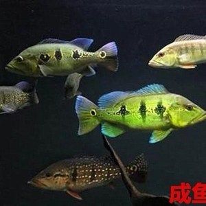 帝王三間魚(yú)可以和龍魚(yú)混養(yǎng)嗎（帝王三間可以和龍魚(yú)混養(yǎng)嗎？） 魚(yú)缸風(fēng)水 第4張