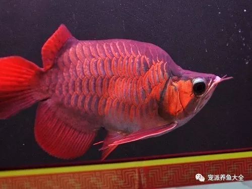 翡玉紅龍魚和泗水魚的區(qū)別（翡玉紅龍魚與泗水魚的區(qū)別） 魚缸風(fēng)水 第1張