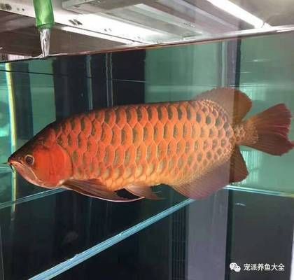 翡玉紅龍魚和泗水魚的區(qū)別（翡玉紅龍魚與泗水魚的區(qū)別） 魚缸風(fēng)水 第2張