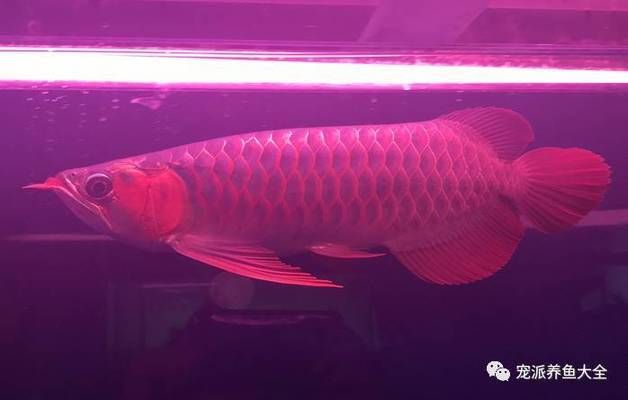 翡玉紅龍魚和泗水魚的區(qū)別（翡玉紅龍魚與泗水魚的區(qū)別） 魚缸風(fēng)水 第3張