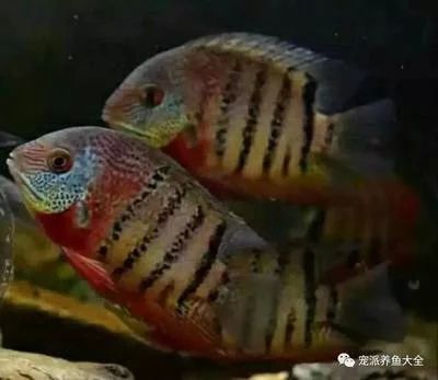 帝王虎斑菠蘿魚能和龍魚虎魚混養(yǎng)（帝王虎斑菠蘿魚與龍魚混養(yǎng)有講究龍魚能和什么魚混養(yǎng)嗎）