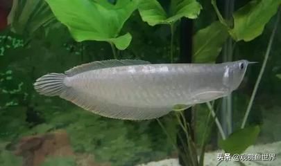 剛買的龍魚側(cè)游治療（龍魚側(cè)游徹底解決龍魚側(cè)游,你必須get這些） 魚缸風(fēng)水 第7張