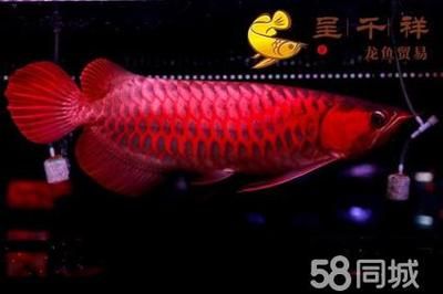 都講短身寬身龍魚貴,賽級龍魚都長身（為什么短身龍魚那么貴）