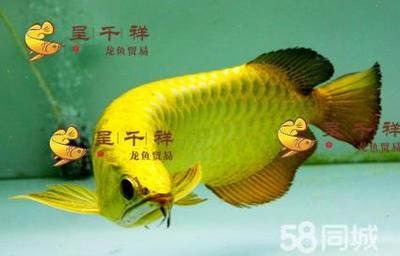 都講短身寬身龍魚貴,賽級龍魚都長身（為什么短身龍魚那么貴）