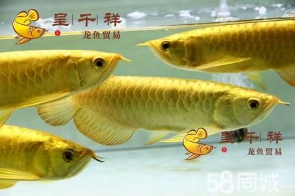 都講短身寬身龍魚貴,賽級龍魚都長身（為什么短身龍魚那么貴）