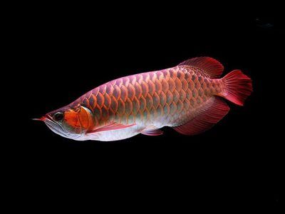 二十幾公分的紅龍魚(yú)如何挑選（如何挑選紅龍魚(yú)） 魚(yú)缸風(fēng)水 第4張