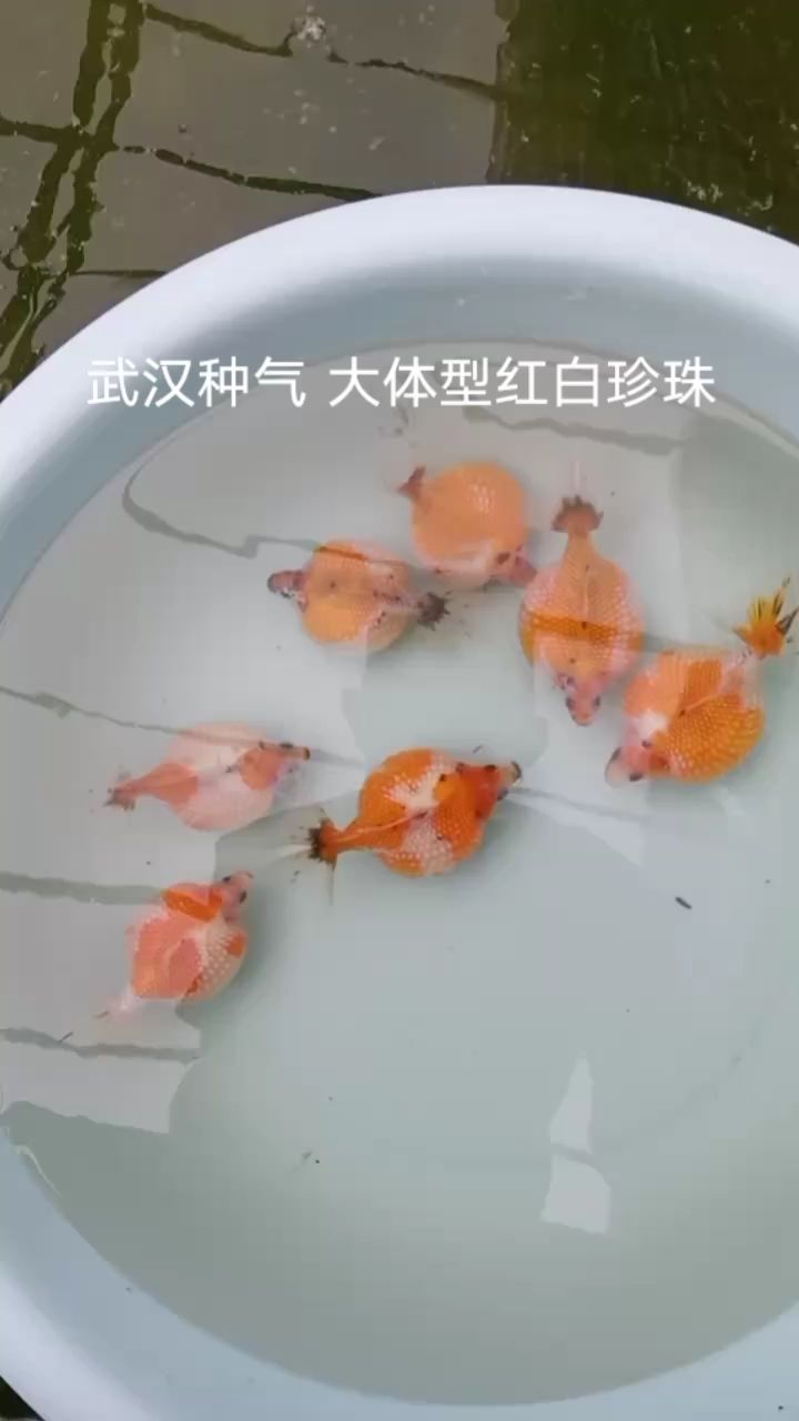 大體型紅白珍珠（珍珠黑色部分會褪去成紅白） 觀賞魚論壇