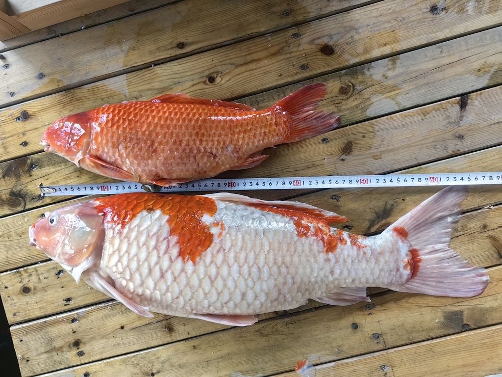 某些牌子還是得避雷啊（出去玩了十天，魚池水泵突然壞了） 觀賞魚論壇 第1張