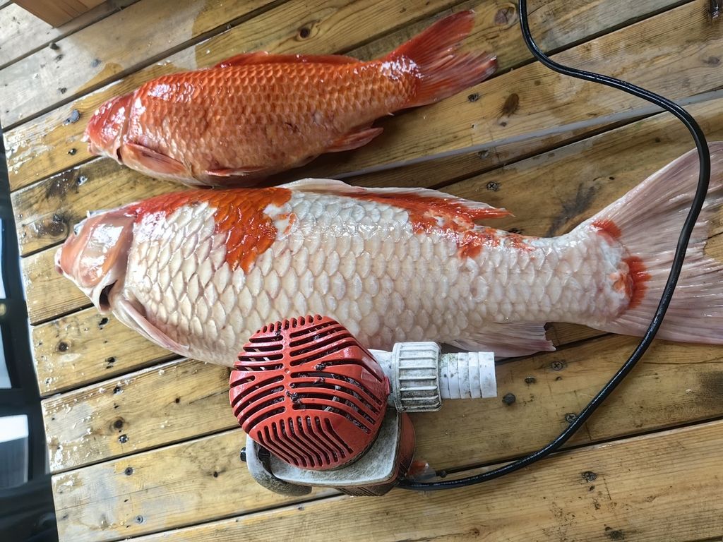 某些牌子還是得避雷啊（出去玩了十天，魚池水泵突然壞了） 觀賞魚論壇 第2張