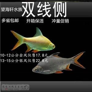 飛鳳魚與雙線側(cè)魚 龍魚（雙線側(cè)魚和飛鳳魚的區(qū)別） 魚缸風(fēng)水 第4張