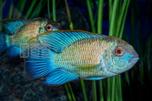 剛換完水龍魚趴缸怎么辦（大魚缸換水后魚趴缸怎么辦） 魚缸風(fēng)水 第2張