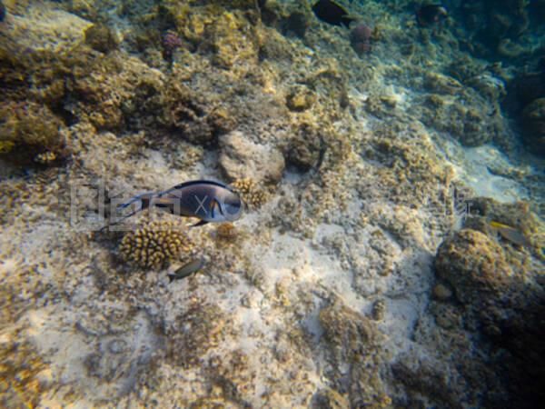 剛換完水龍魚趴缸怎么辦（大魚缸換水后魚趴缸怎么辦） 魚缸風(fēng)水 第3張