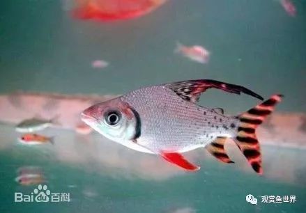 飛鳳 龍魚（飛鳳魚和龍魚可以一起混養(yǎng)但需要注意以下幾點(diǎn)） 魚缸風(fēng)水 第3張