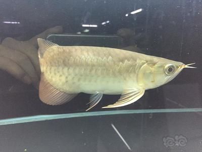 短身龍魚（為什么短身龍魚那么貴） 魚缸風(fēng)水 第5張