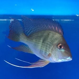 鳳凰龍魚f2最新消息（鳳凰龍魚f2新消息） 魚缸風(fēng)水 第6張