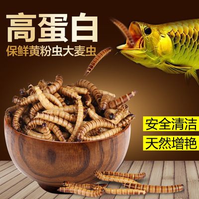 干面包蟲喂銀龍魚有營養(yǎng)嗎視頻（銀龍魚吃面包蟲好嗎） 魚缸風水 第3張