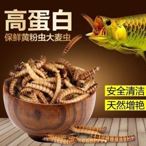 干面包蟲喂銀龍魚有營養(yǎng)嗎視頻（銀龍魚吃面包蟲好嗎） 魚缸風水 第2張