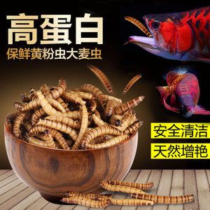 干面包蟲喂銀龍魚有營養(yǎng)嗎視頻（銀龍魚吃面包蟲好嗎） 魚缸風水 第4張