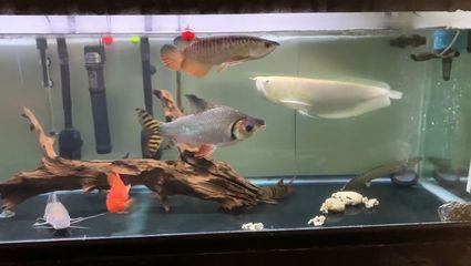 飛鳳魚吃銀龍魚嗎（飛鳳魚可以和銀龍魚一起混養(yǎng)嗎） 魚缸風(fēng)水 第6張