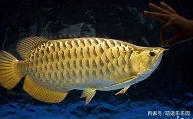 剛出生的龍魚有多大（剛出生的小金魚有多大） 魚缸風(fēng)水 第2張