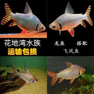 飛鳳魚(yú)吸龍魚(yú)怎么辦（關(guān)于飛鳳魚(yú)吸龍魚(yú)的問(wèn)題） 魚(yú)缸風(fēng)水 第5張