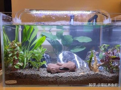 水缸改造魚缸過濾怎么弄（如何實(shí)現(xiàn)水缸到魚缸的完美過渡？） 魚缸風(fēng)水 第1張