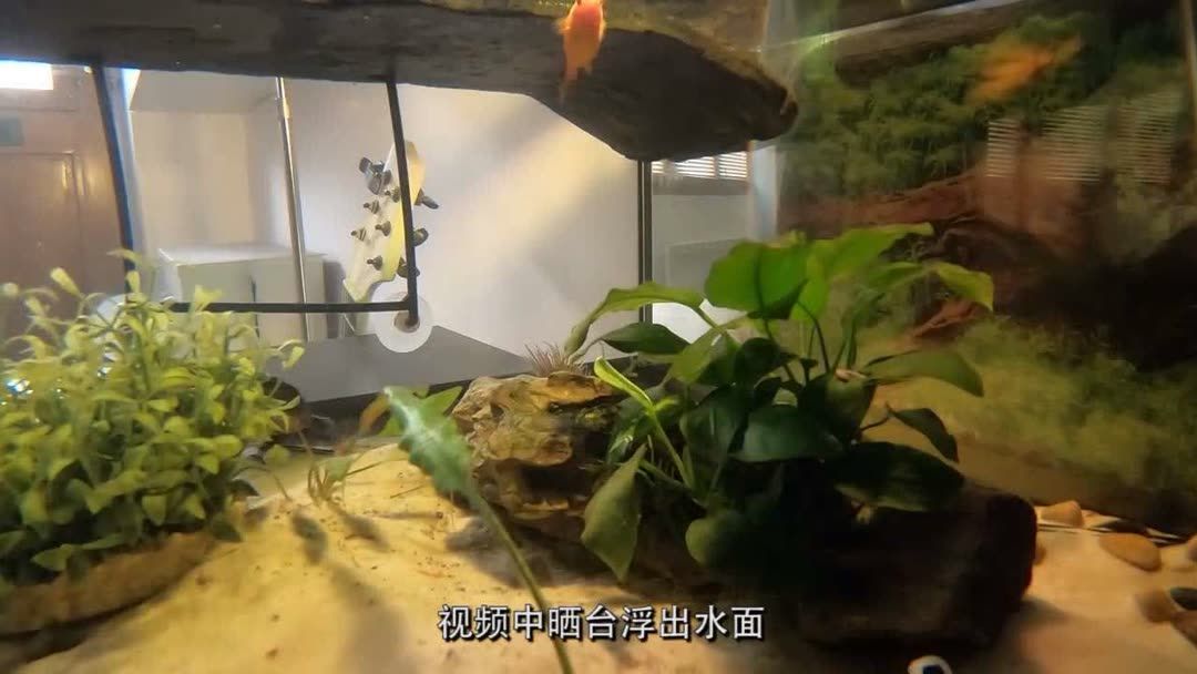 魚缸布置視頻（愛奇藝騰訊視頻提供魚缸布置視頻提供了農(nóng)哥布置魚缸的方法）