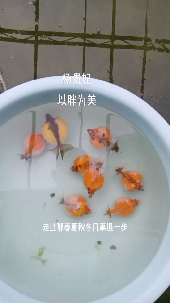 紅白珍珠（武漢紅白珍珠種氣） 觀賞魚(yú)論壇