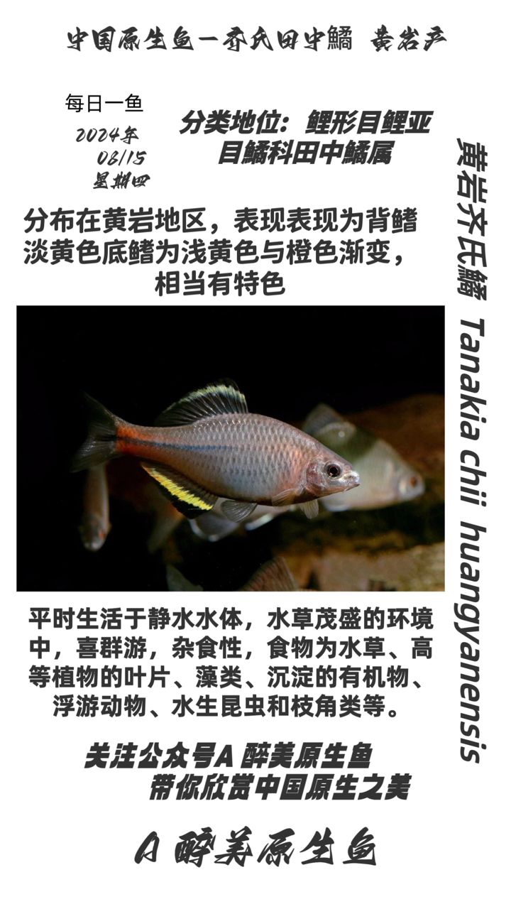 黃巖齊氏鱊（黃巖地區(qū)） 觀賞魚論壇