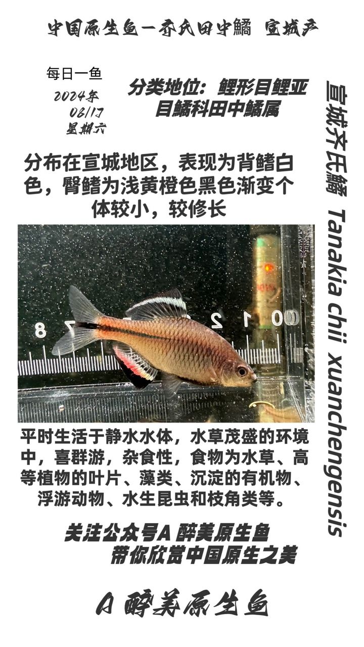 宣城齊氏鱊（有人廣德齊） 觀賞魚(yú)論壇