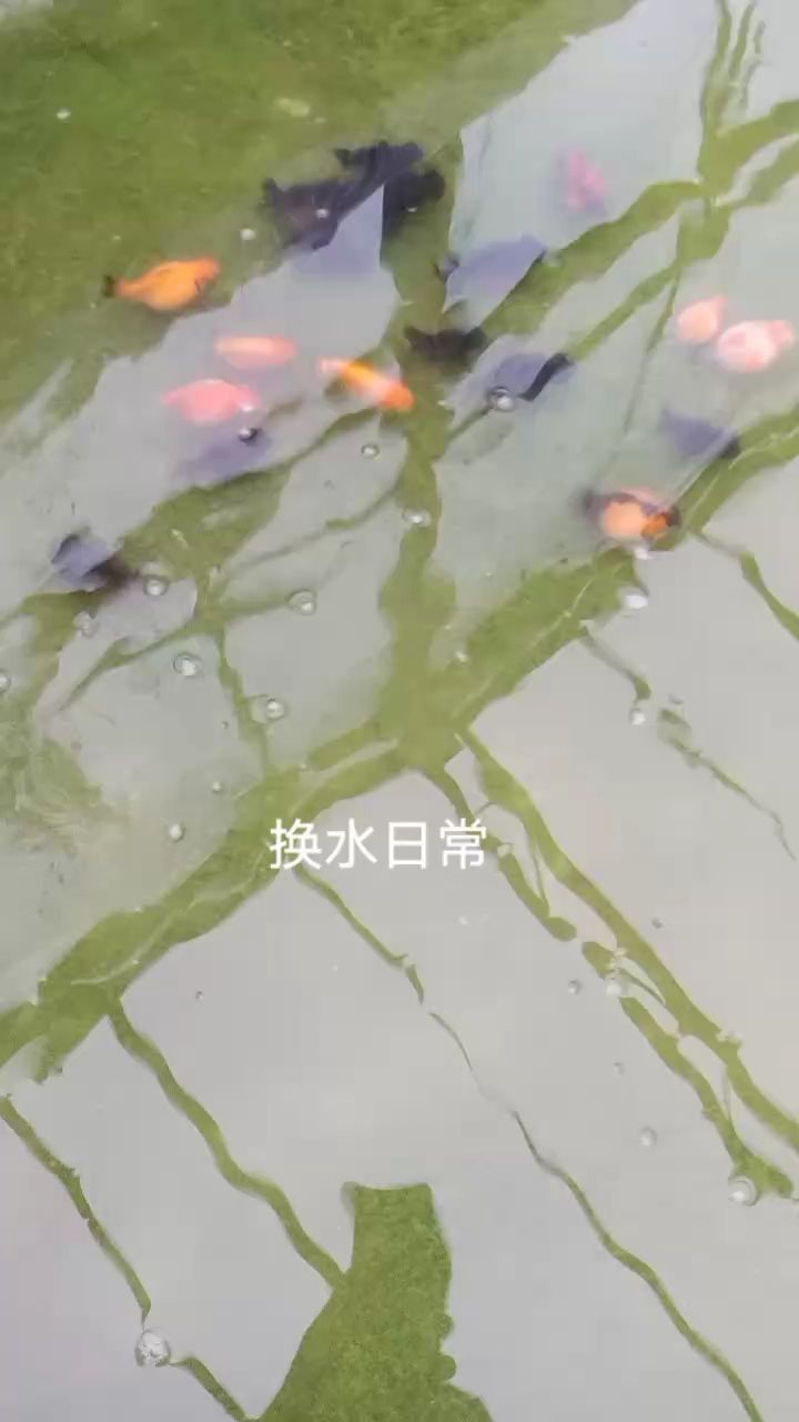 一池龍珠（養(yǎng)魚人的樂趣就是每次換水時(shí)看到魚的成長和色變） 觀賞魚論壇