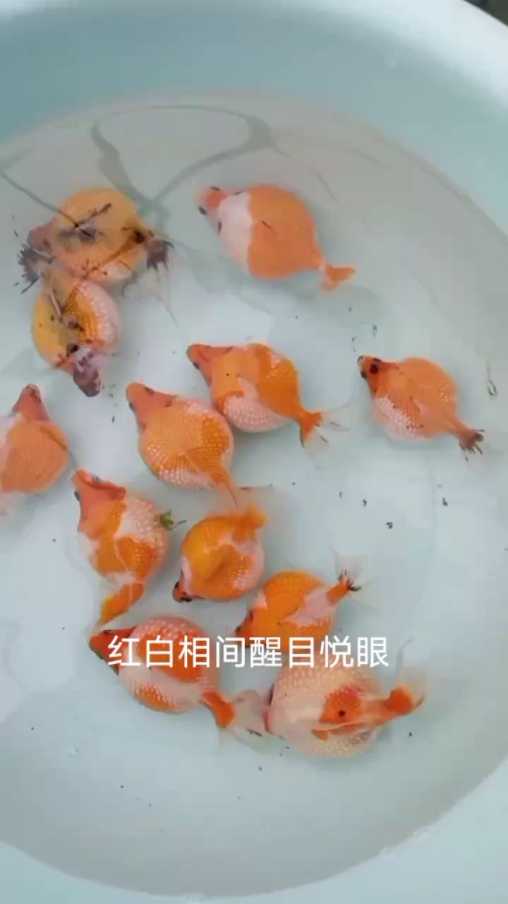 能長(zhǎng)一斤多的大珠子（種氣源于武漢） 觀賞魚論壇